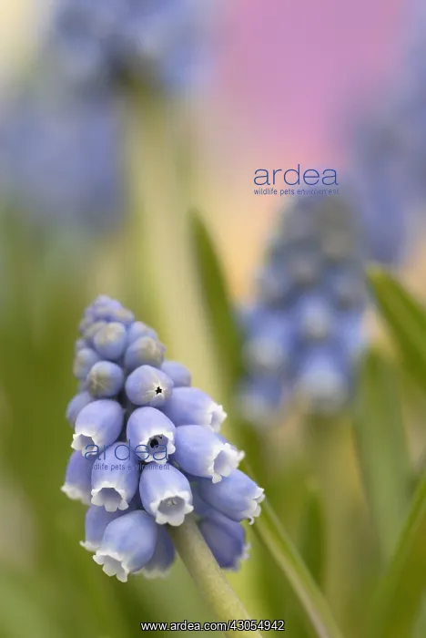 : Grape Hyacinth : Grape Hyacinth