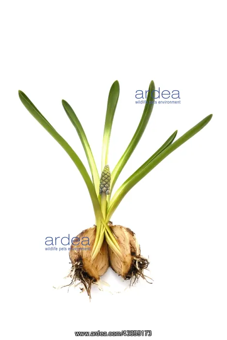 : Grape Hyacinth : Grape Hyacinth