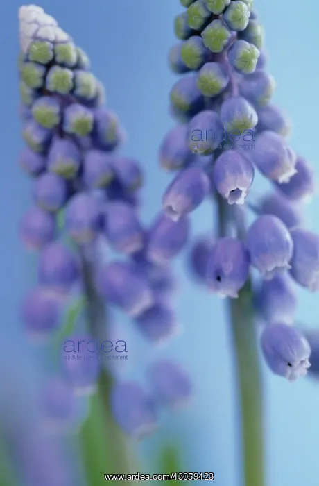 : Grape Hyacinth : Grape Hyacinth