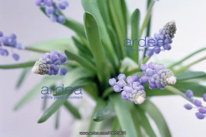: Grape Hyacinth : Grape Hyacinth