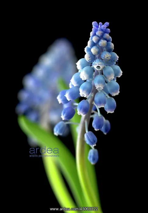 : Grape hyacinth : Grape hyacinth