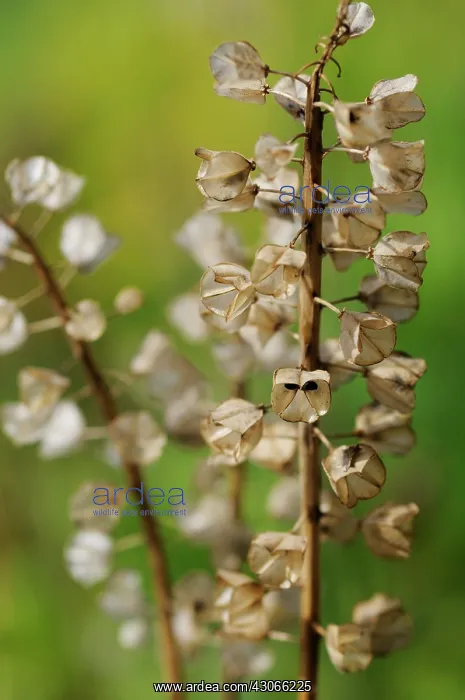 : Grape Hyacinth : Grape Hyacinth