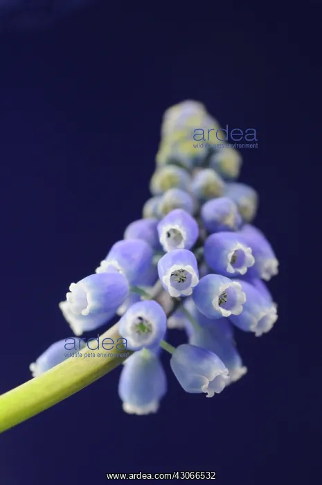 : Grape Hyacinth : Grape Hyacinth