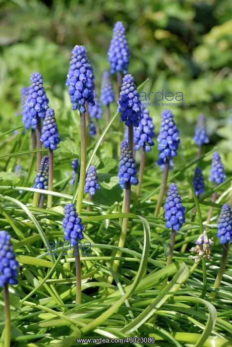 : Grape hyacinth : Grape hyacinth