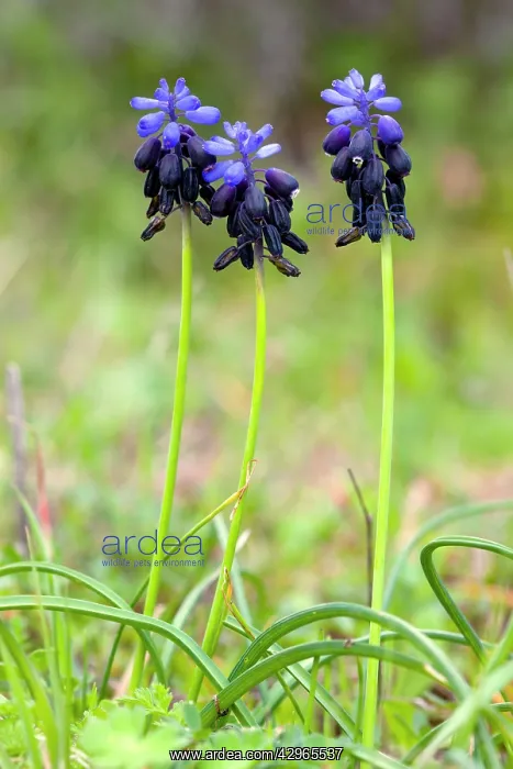 : Grape Hyacinth - in flower in spring : Grape Hyacinth - in flower in spring