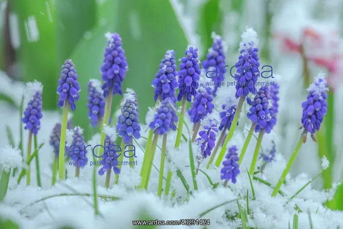 : Grape hyacinth - late snow on blooming grape hyacinth during : Grape hyacinth - late snow on blooming grape hyacinth during