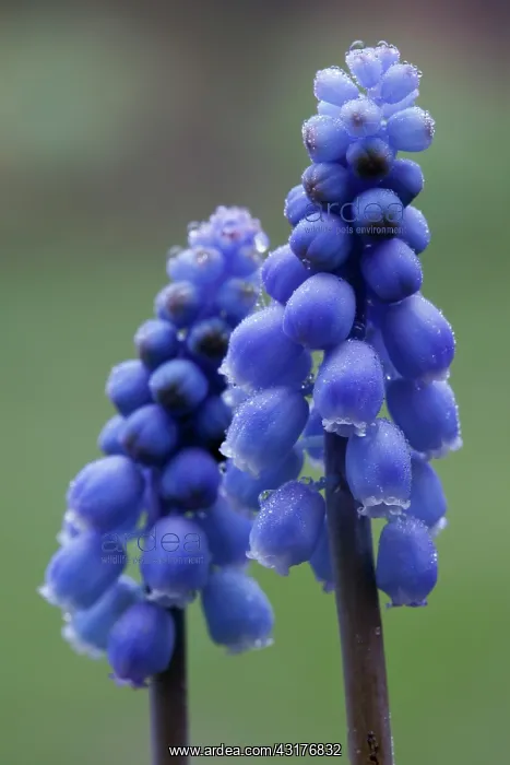 : Grape hyacinth, Muscari armeniacum, Side view of : Grape hyacinth, Muscari armeniacum, Side view of