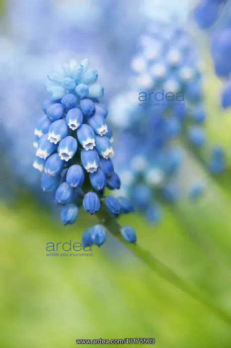 : Grape hyacinth, Muscari botryoides Superstar, close up of : Grape hyacinth, Muscari botryoides Superstar, close up of