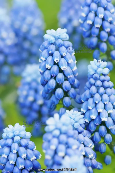 : Grape hyacinth, Muscari botryoides Superstar, close up of : Grape hyacinth, Muscari botryoides Superstar, close up of