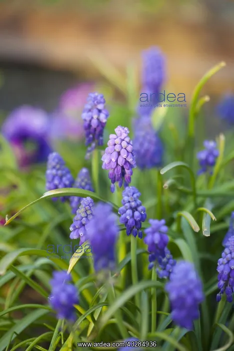 : Grape hyacinth, Muscari, Close up of small purple : Grape hyacinth, Muscari, Close up of small purple