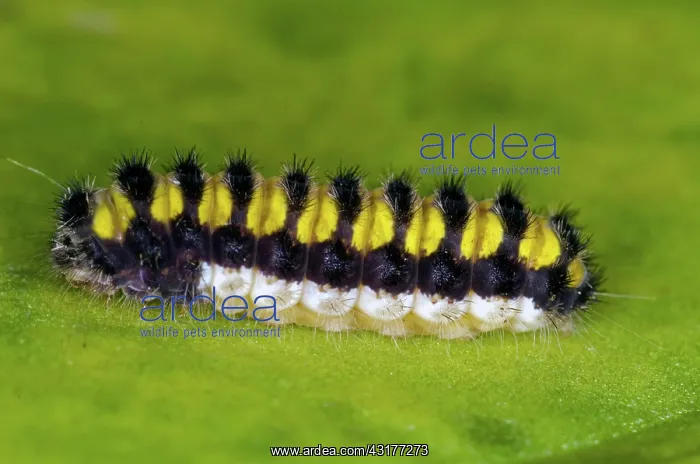 : Grape Leaf Skeletonizer : Grape Leaf Skeletonizer