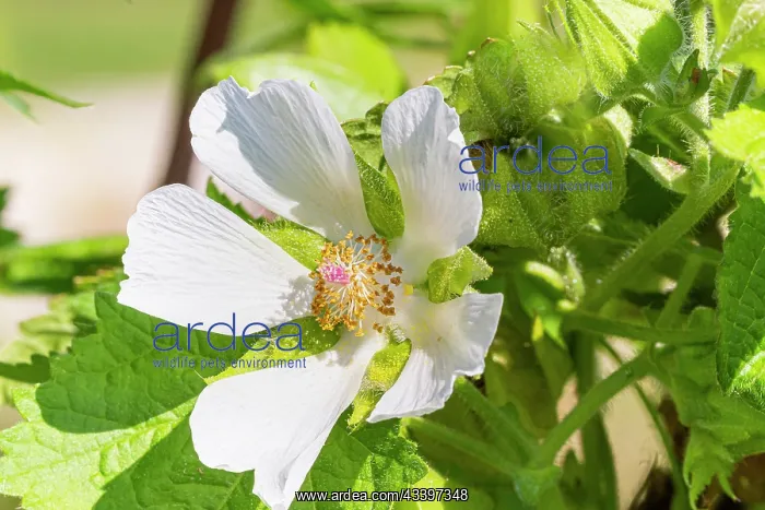 : Grape-leaved mallow, Kitaibelia vitifolia, flower : Grape-leaved mallow, Kitaibelia vitifolia, flower