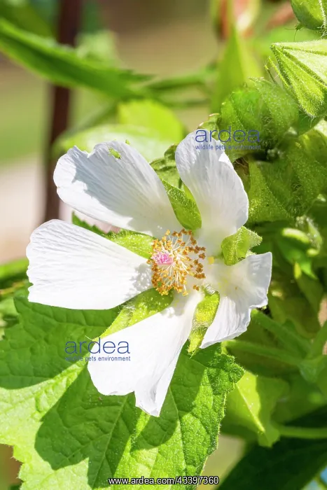 : Grape-leaved mallow, Kitaibelia vitifolia, flower : Grape-leaved mallow, Kitaibelia vitifolia, flower