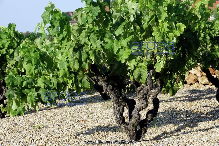  : Grape Vine - Drome - France