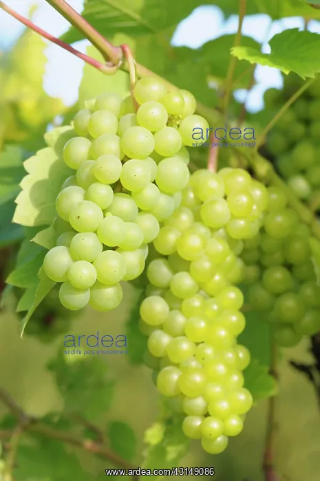 : Grape Vine, Vitis Seyval blanc, Bunches of green grapes ri : Grape Vine, Vitis Seyval blanc, Bunches of green grapes ri