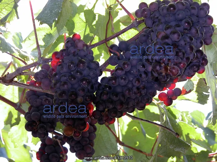 : Grape vines : Grape vines