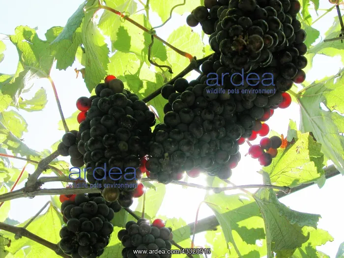 : Grape vines : Grape vines