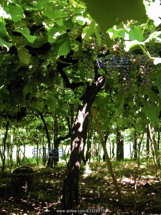 : Grape vines : Grape vines
