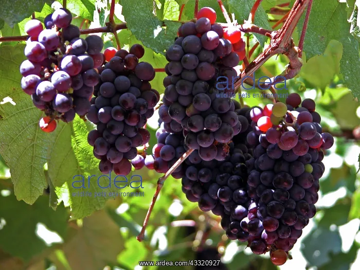 : Grape vines : Grape vines