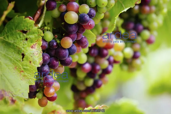  : Grape vines close to harvest on a sunny day on the M
