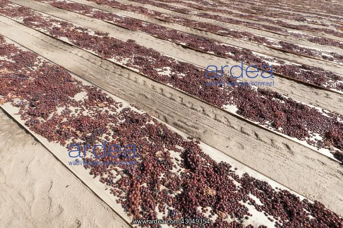 : Grape, Vitis vinifera : Grape, Vitis vinifera