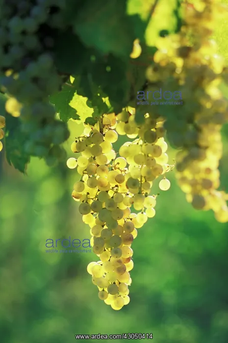 : Grape, Vitis vinifera : Grape, Vitis vinifera