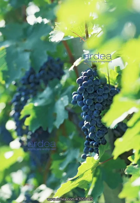 : Grape, Vitis vinifera : Grape, Vitis vinifera