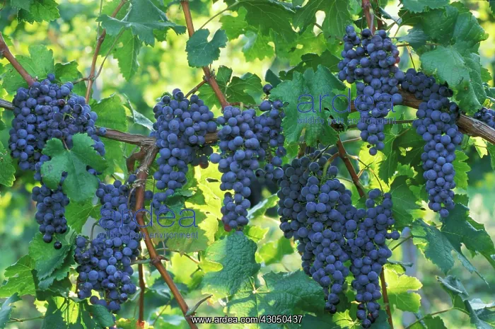 : Grape, Vitis vinifera : Grape, Vitis vinifera