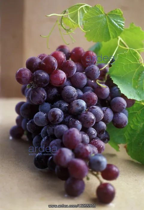 : Grape, Vitis vinifera : Grape, Vitis vinifera