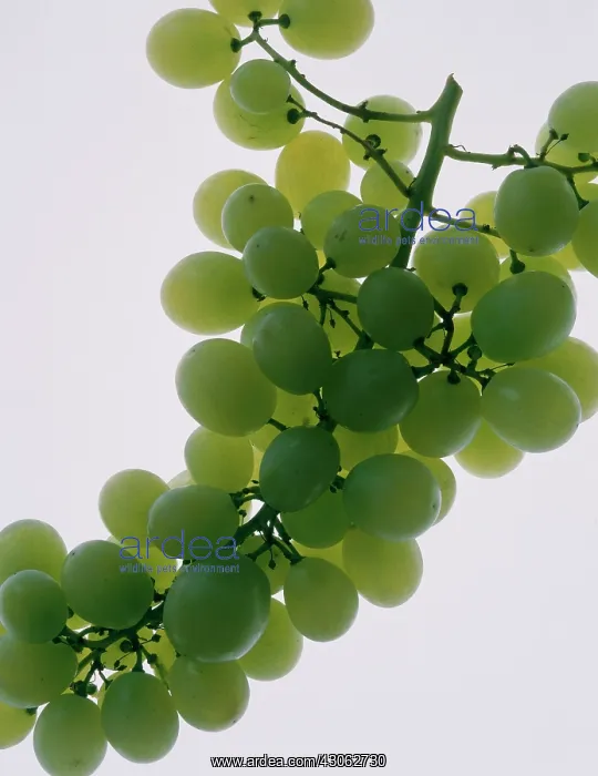 : Grape, Vitis vinifera : Grape, Vitis vinifera