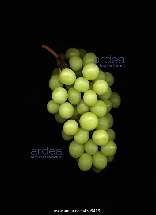 : Grape, Vitis vinifera : Grape, Vitis vinifera