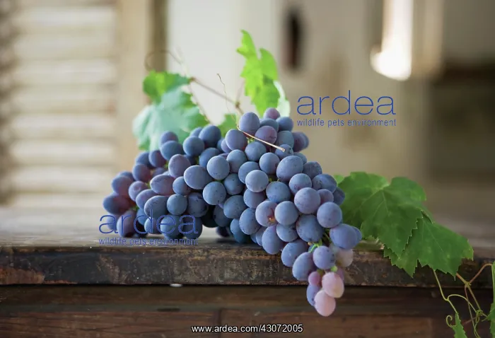 : Grape, Vitis vinifera : Grape, Vitis vinifera