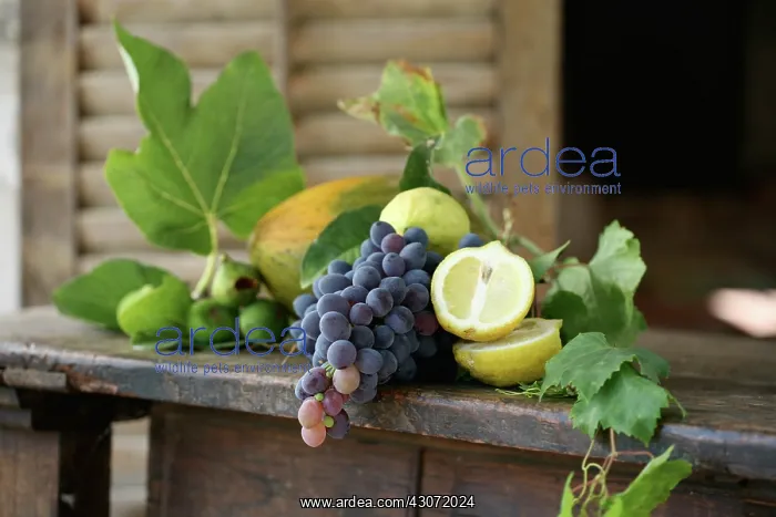 : Grape, Vitis vinifera : Grape, Vitis vinifera