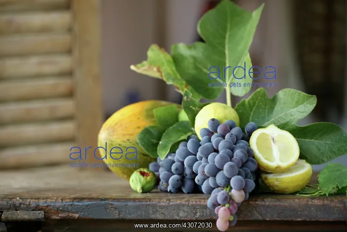 : Grape, Vitis vinifera : Grape, Vitis vinifera