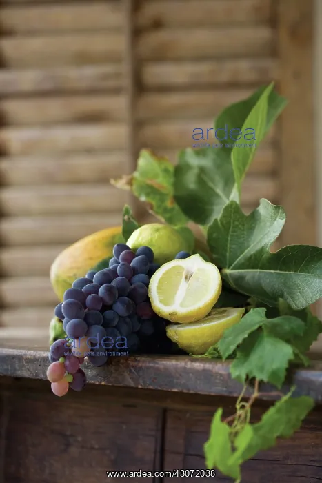 : Grape, Vitis vinifera : Grape, Vitis vinifera