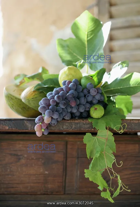 : Grape, Vitis vinifera : Grape, Vitis vinifera
