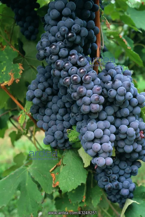  : Grape, Vitis vinifera