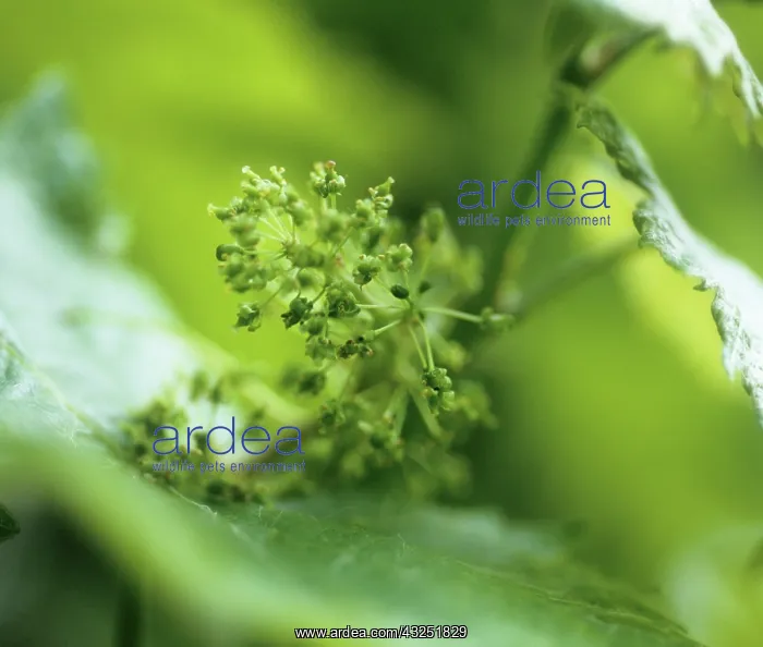 : Grape, Vitis vinifera : Grape, Vitis vinifera