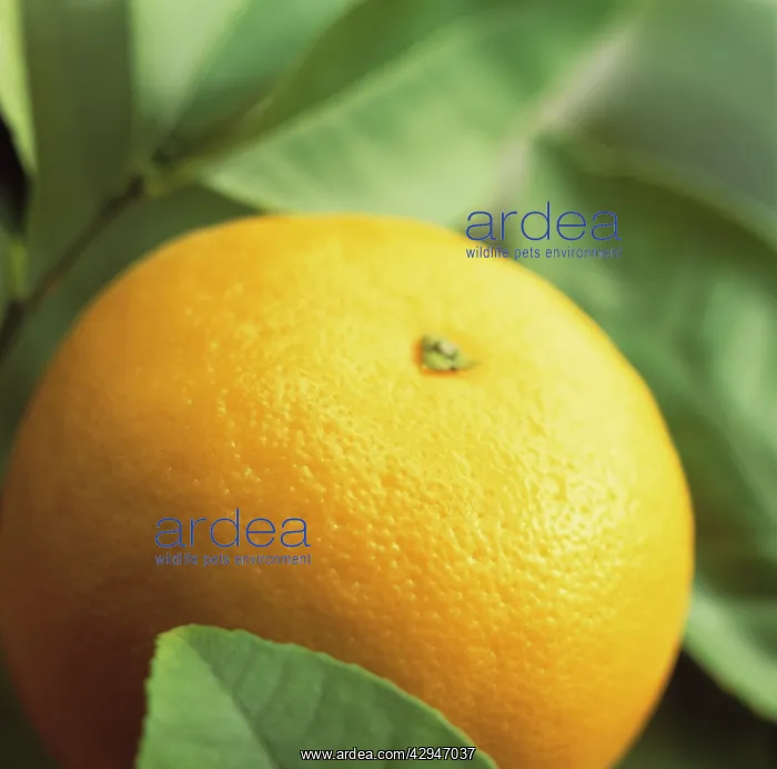 : Grapefruit : Grapefruit