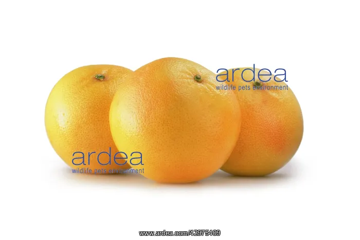 : Grapefruit : Grapefruit