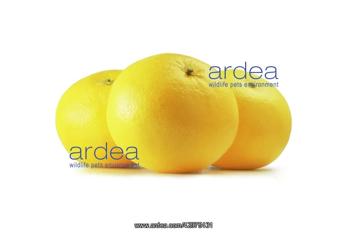 : Grapefruit : Grapefruit