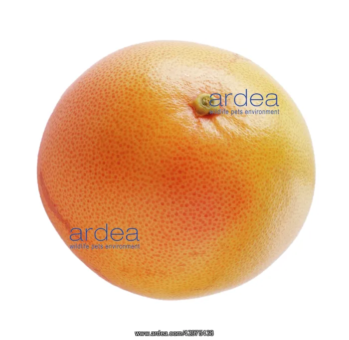 : Grapefruit : Grapefruit