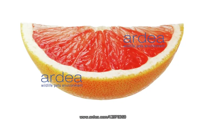 : Grapefruit : Grapefruit