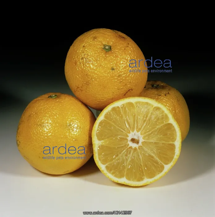 : Grapefruit : Grapefruit