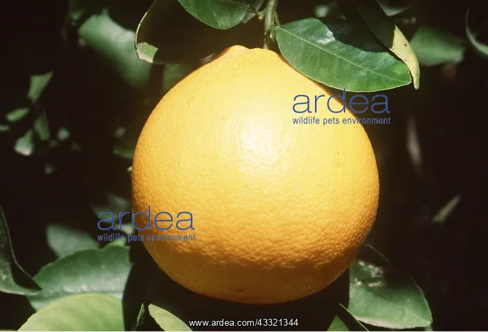 : GRAPEFRUIT - close-up of single fruit : GRAPEFRUIT - close-up of single fruit