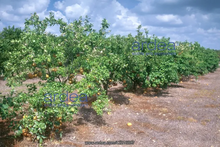: Grapefruit Grove : Grapefruit Grove