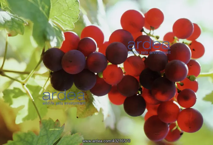 : Grapes. Gewurztraminer grapes near maturity in an Alsace vineyard, France : Grapes. Gewurztraminer grapes near maturity in an Alsace vineyard, France