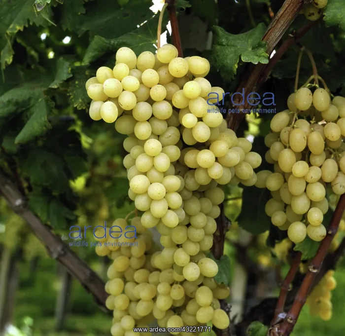: Grapes. White table grapes maturing under trellises covered by polythene in Sicily, Italy : Grapes. White table grapes maturing under trellises covered by polythene in Sicily, Italy