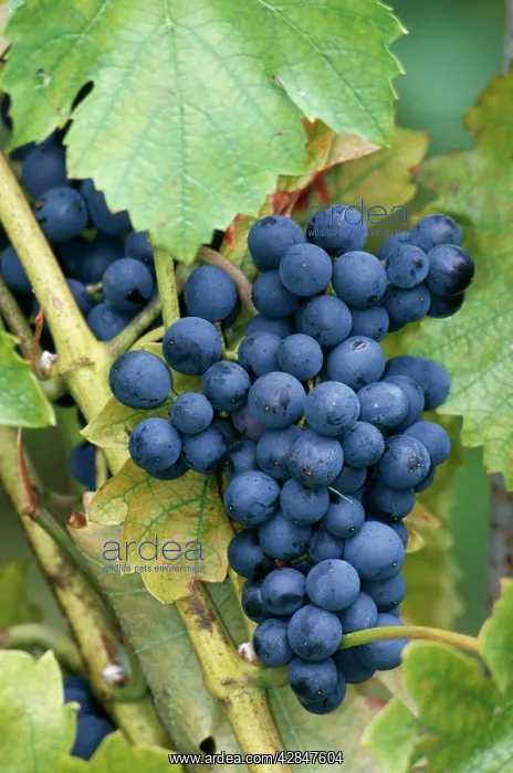  : Grapes - Bunch with vine leaf