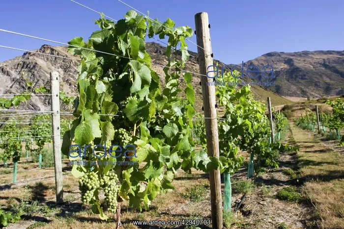 : Grapes - growing in new vineyards planted near Queenstown : Grapes - growing in new vineyards planted near Queenstown